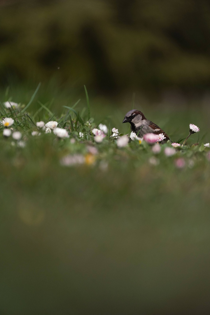 Sperling zwischen den Blümchen 