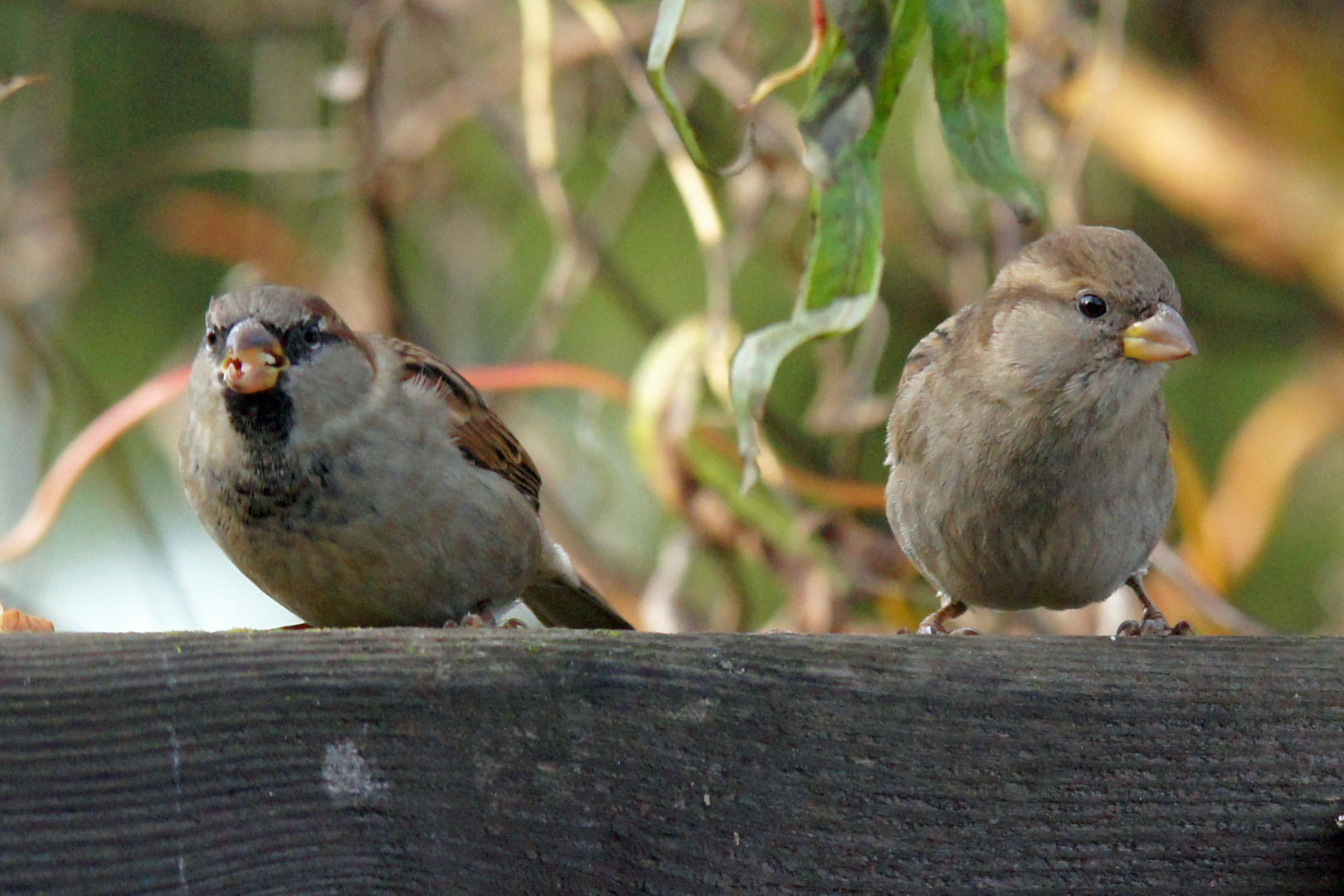 Sperlinge am Futterplatz im Garten