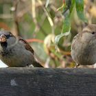 Sperlinge am Futterplatz im Garten