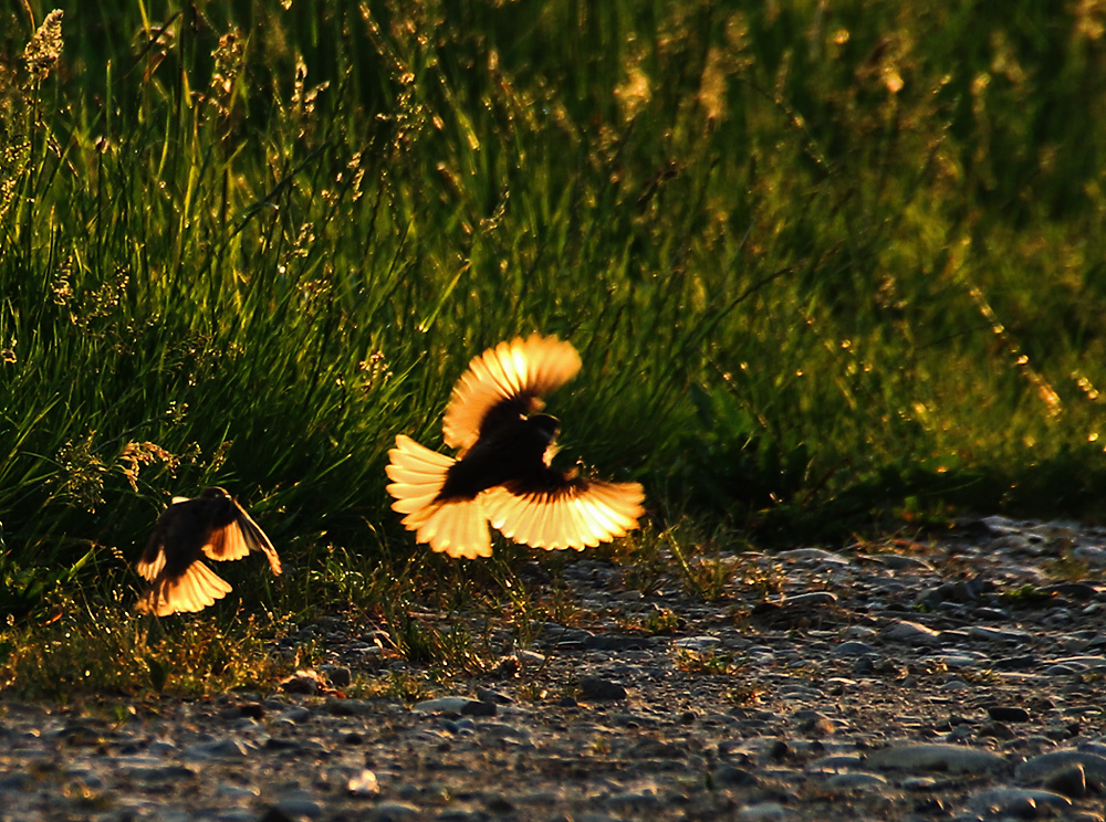 Sperlinge beim Abendflug