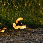 Sperlinge beim Abendflug