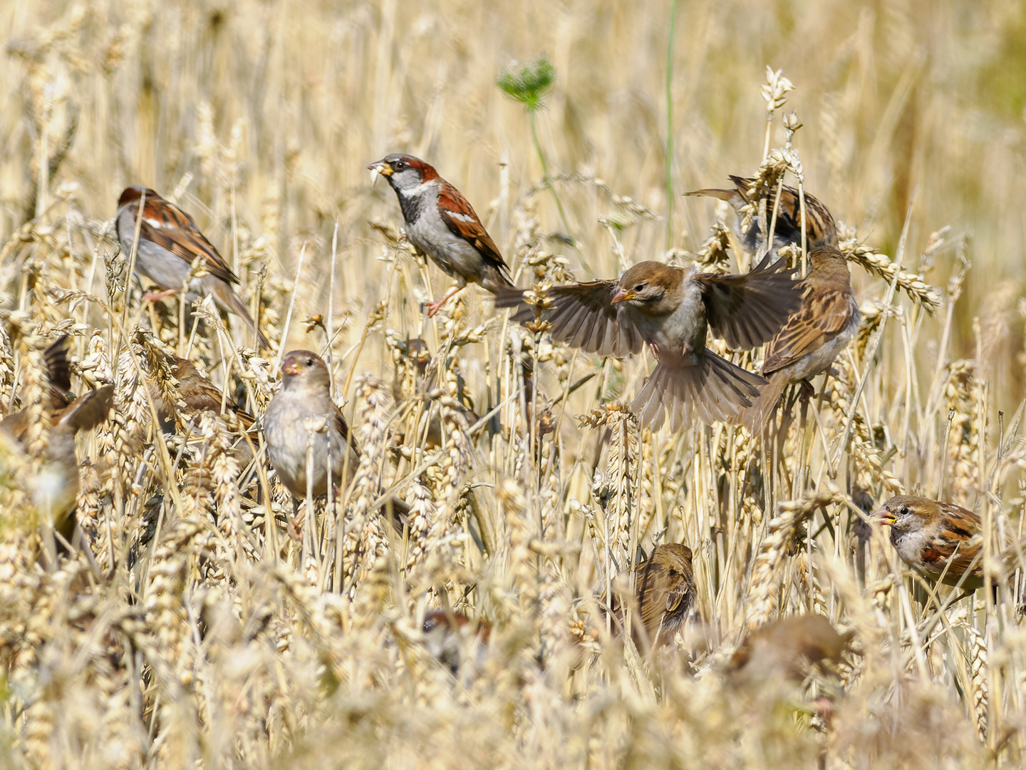 Sperlinge im Getreidefeld