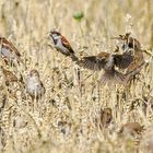 Sperlinge im Getreidefeld