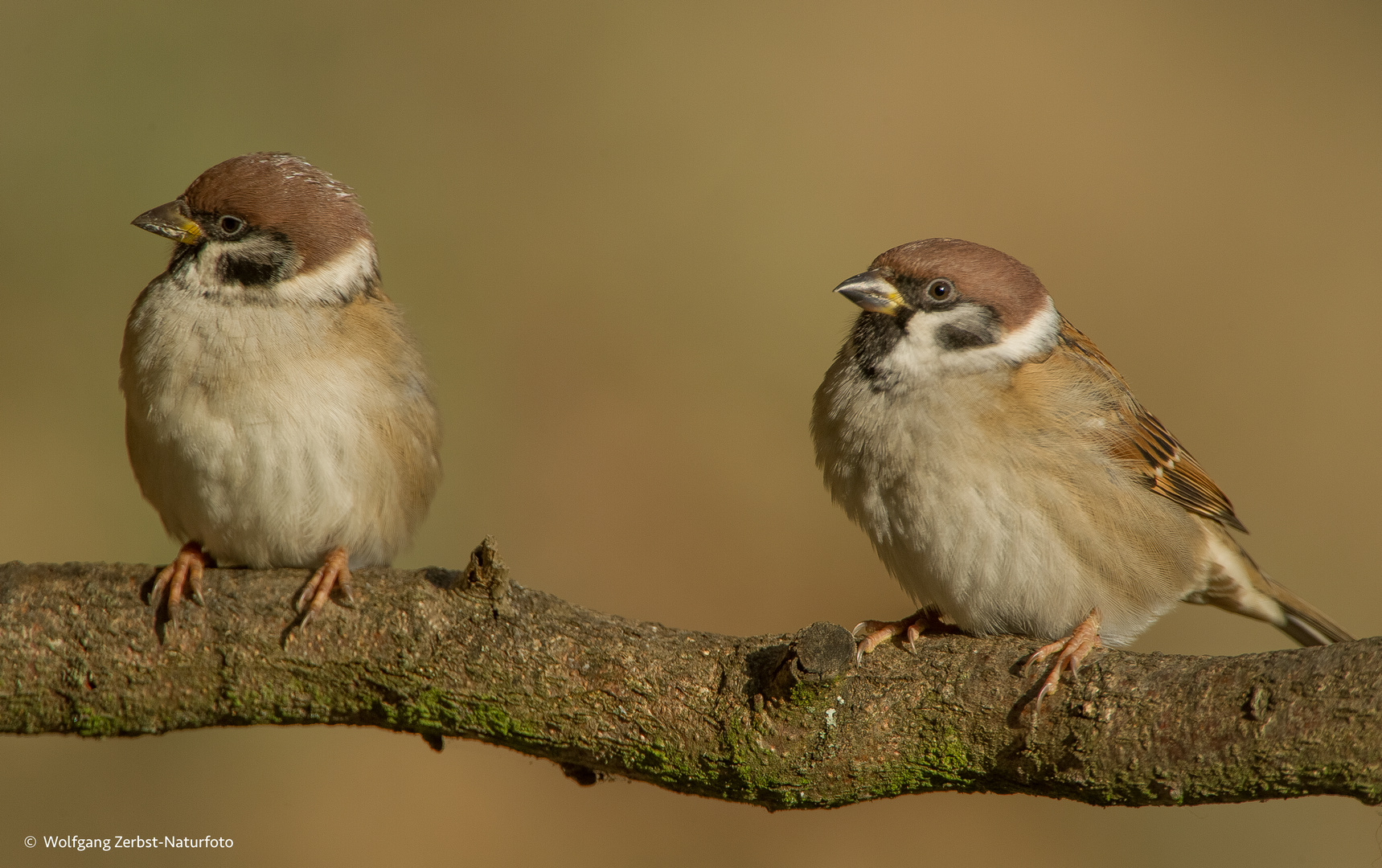 - Sperlinge - (Passer montanus)