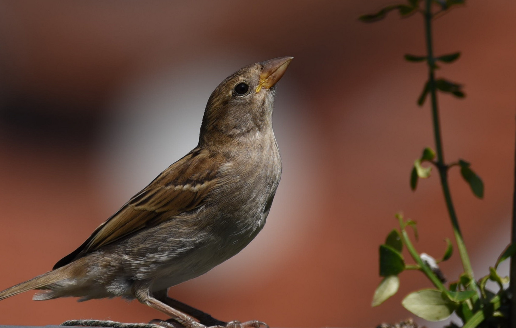 sperlinge sind schöne vögel