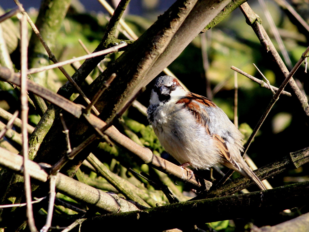 Sperlingmännchen