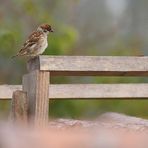 Sperlings Rastplatz