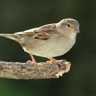 Sperlingsdame im Gegenlicht