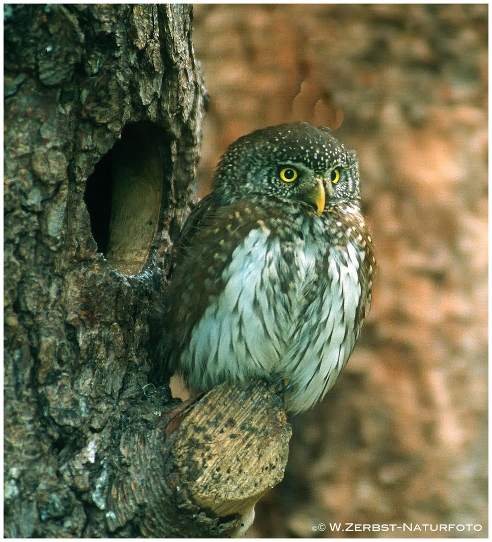 --- Sperlingskautz --- ( Glaucidium passeinum )