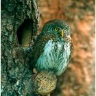 --- Sperlingskautz --- ( Glaucidium passeinum )