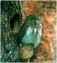 --- Sperlingskautz --- ( Glaucidium passeinum )