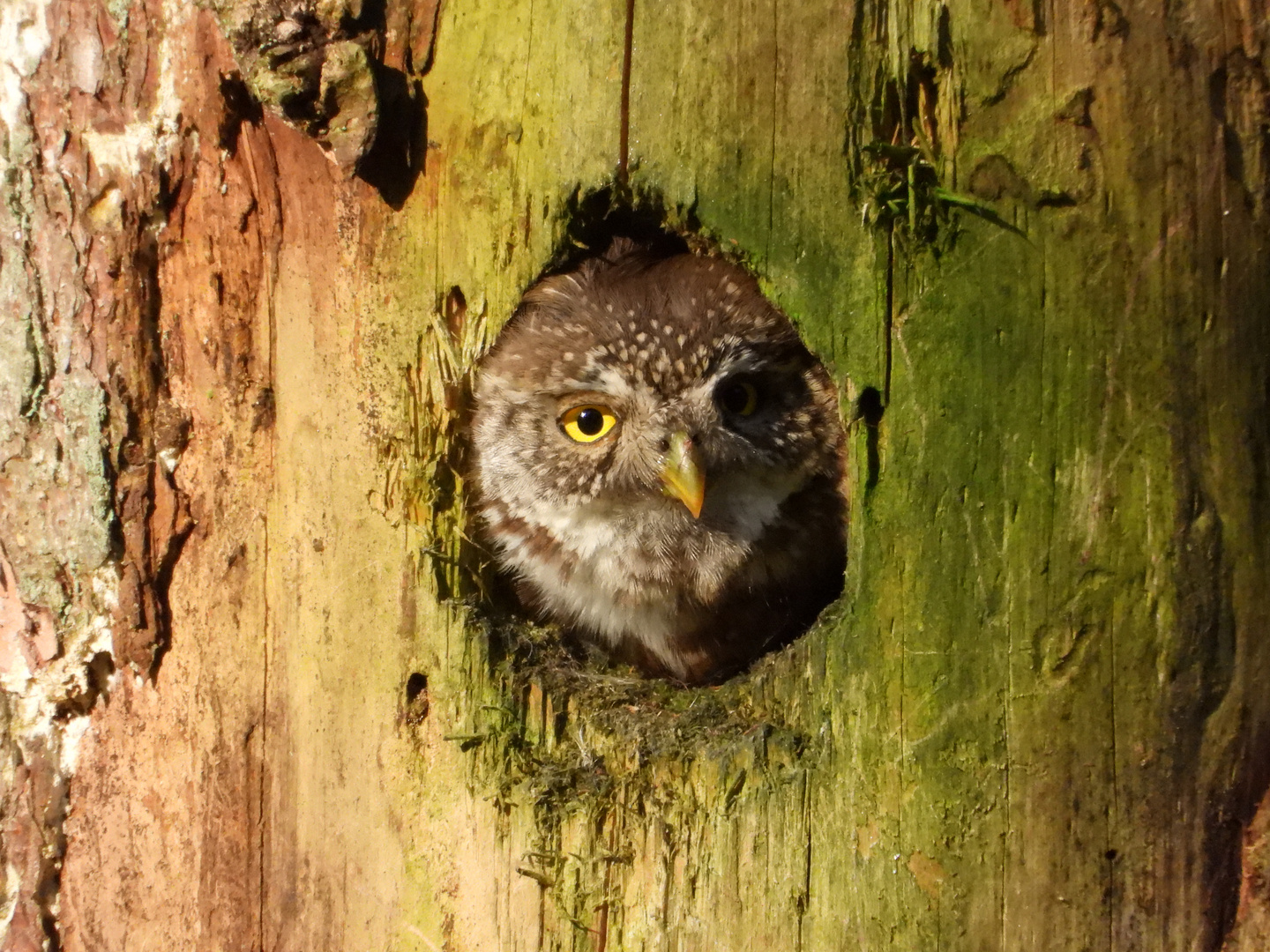 Sperlingskauz am Nestloch