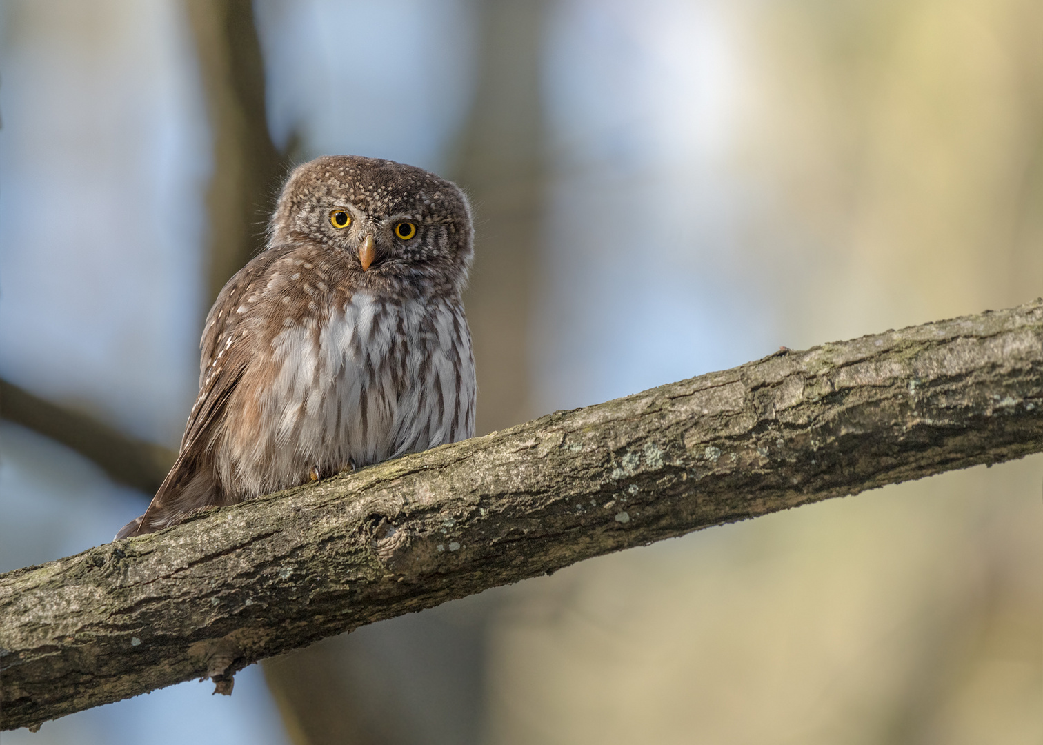 Sperlingskauz (Glaucidium passerinum)