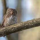 Sperlingskauz (Glaucidium passerinum)