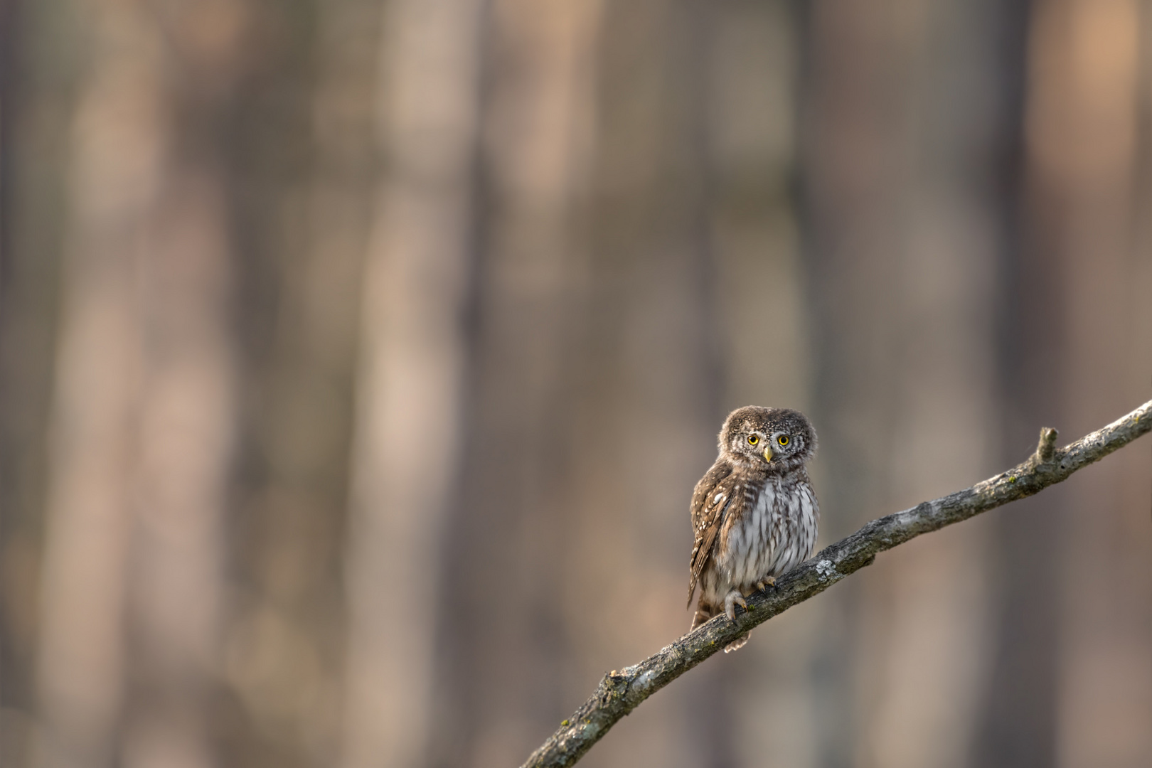 Sperlingskauz (Glaucidium passerinum) 