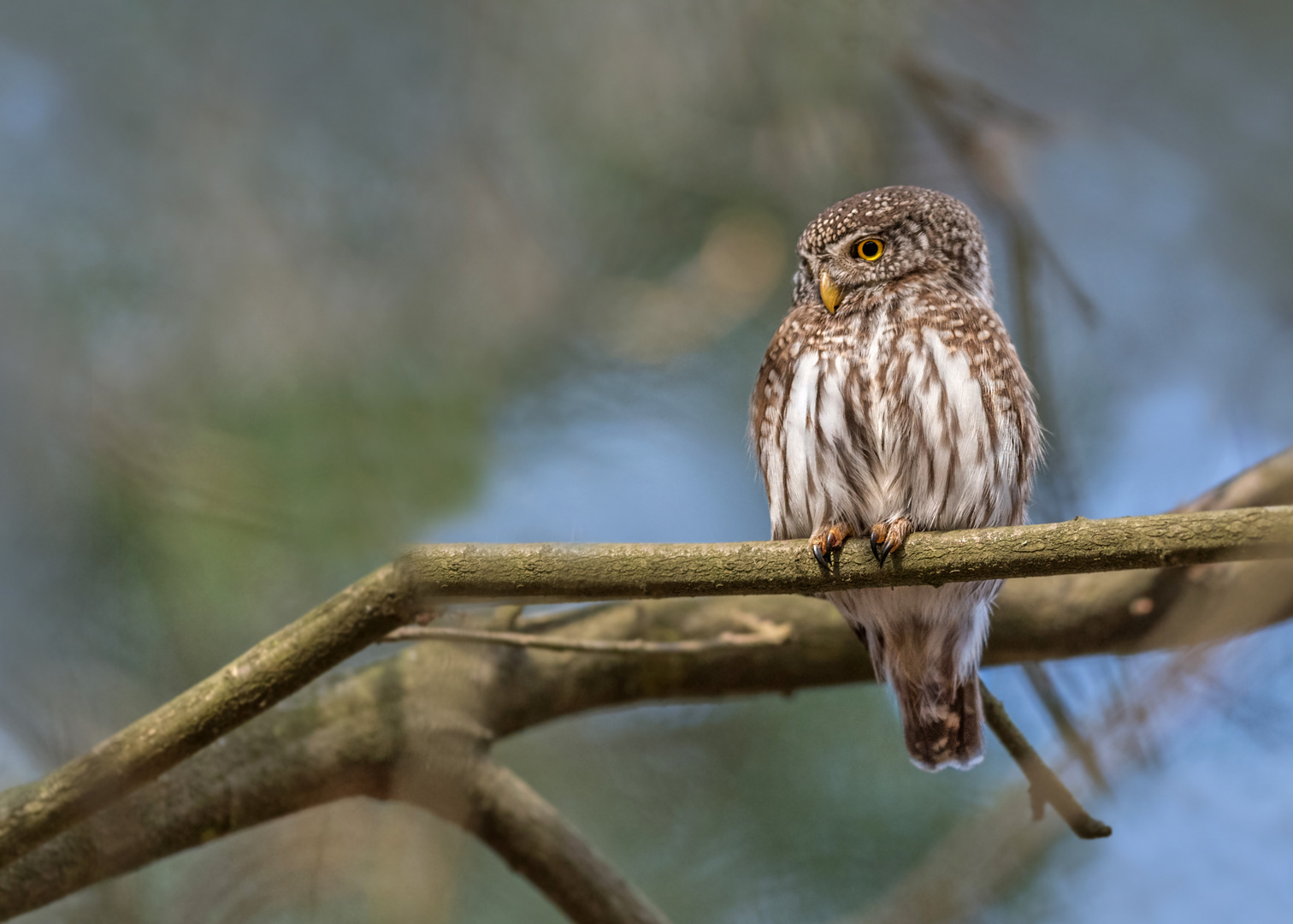 Sperlingskauz (Glaucidium passerinum)