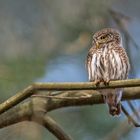 Sperlingskauz (Glaucidium passerinum)