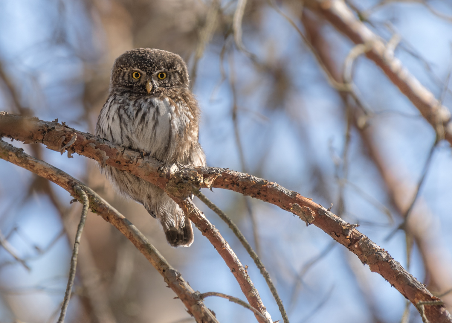 Sperlingskauz (Glaucidium passerinum)