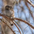 Sperlingskauz (Glaucidium passerinum)