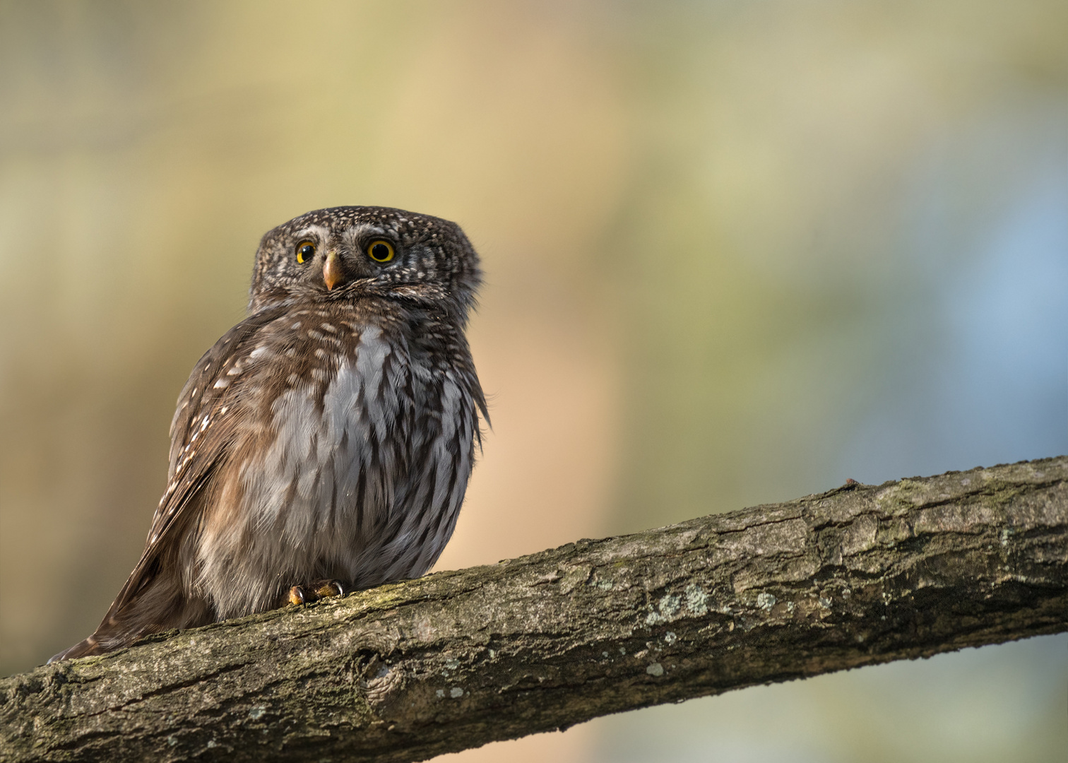 Sperlingskauz (Glaucidium passerinum)