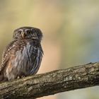 Sperlingskauz (Glaucidium passerinum)