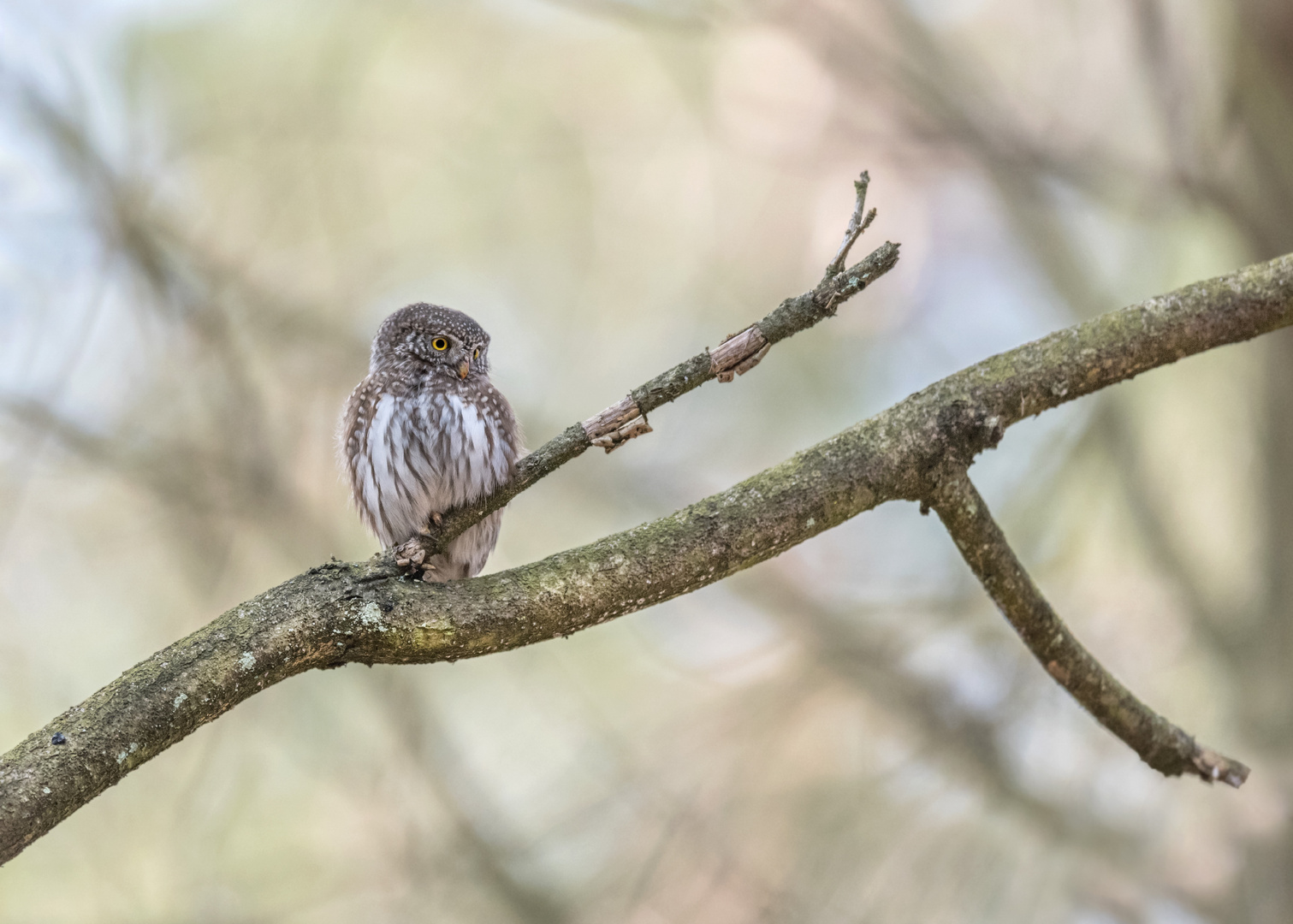 Sperlingskauz (Glaucidium passerinum)