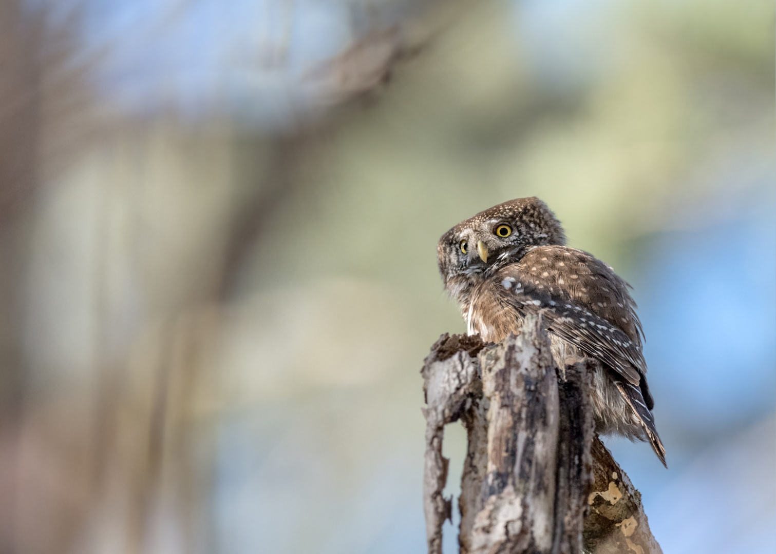 Sperlingskauz (Glaucidium passerinum)