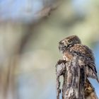 Sperlingskauz (Glaucidium passerinum)