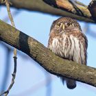 Sperlingskauz (Glaucidium passerinum)