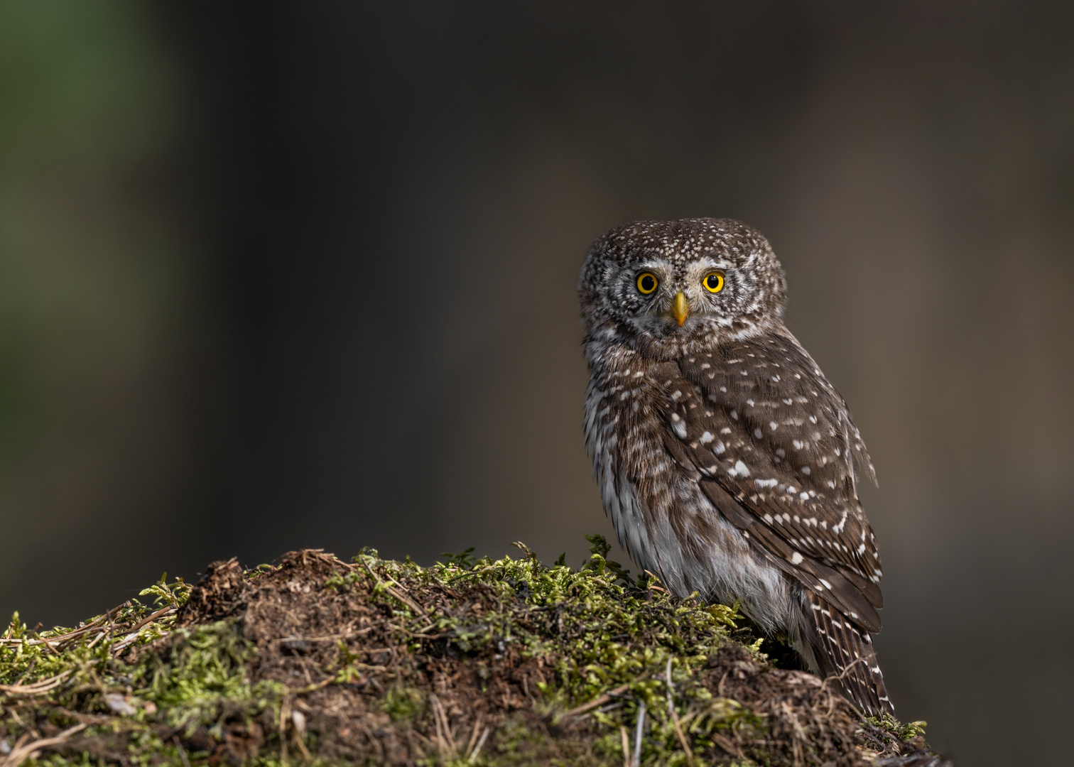 Sperlingskauz (Glaucidium passerinum)