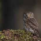 Sperlingskauz (Glaucidium passerinum)