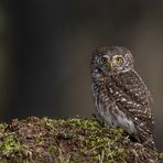 Sperlingskauz (Glaucidium passerinum)