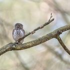 Sperlingskauz (Glaucidium passerinum)