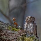 Sperlingskauz (Glaucidium passerinum)