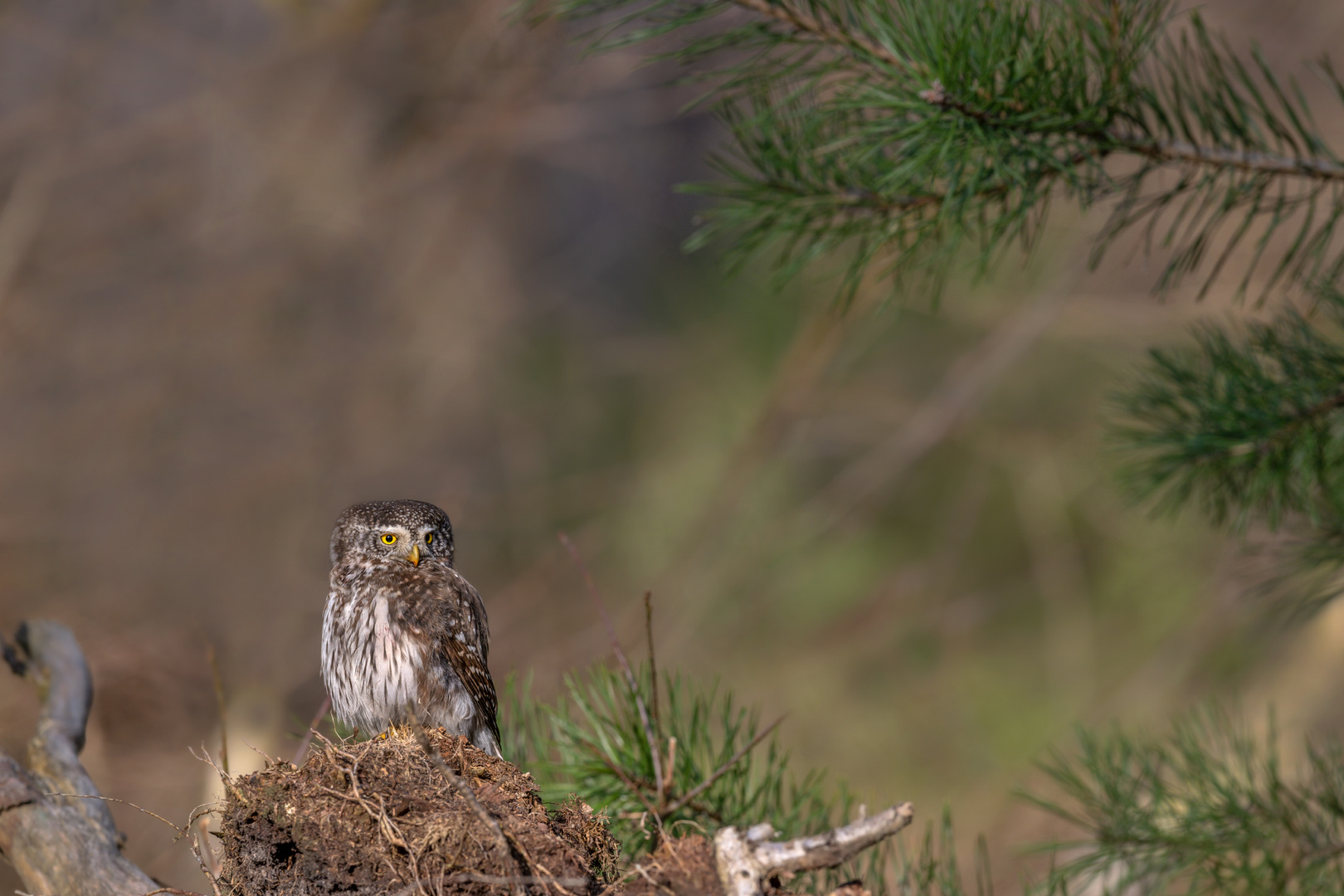 Sperlingskauz (Glaucidium passerinum)