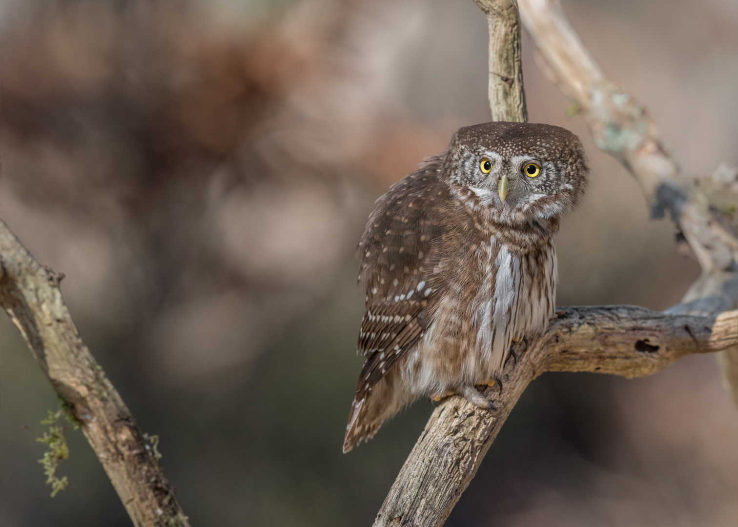 Sperlingskauz (Glaucidium passerinum)