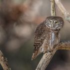 Sperlingskauz (Glaucidium passerinum)