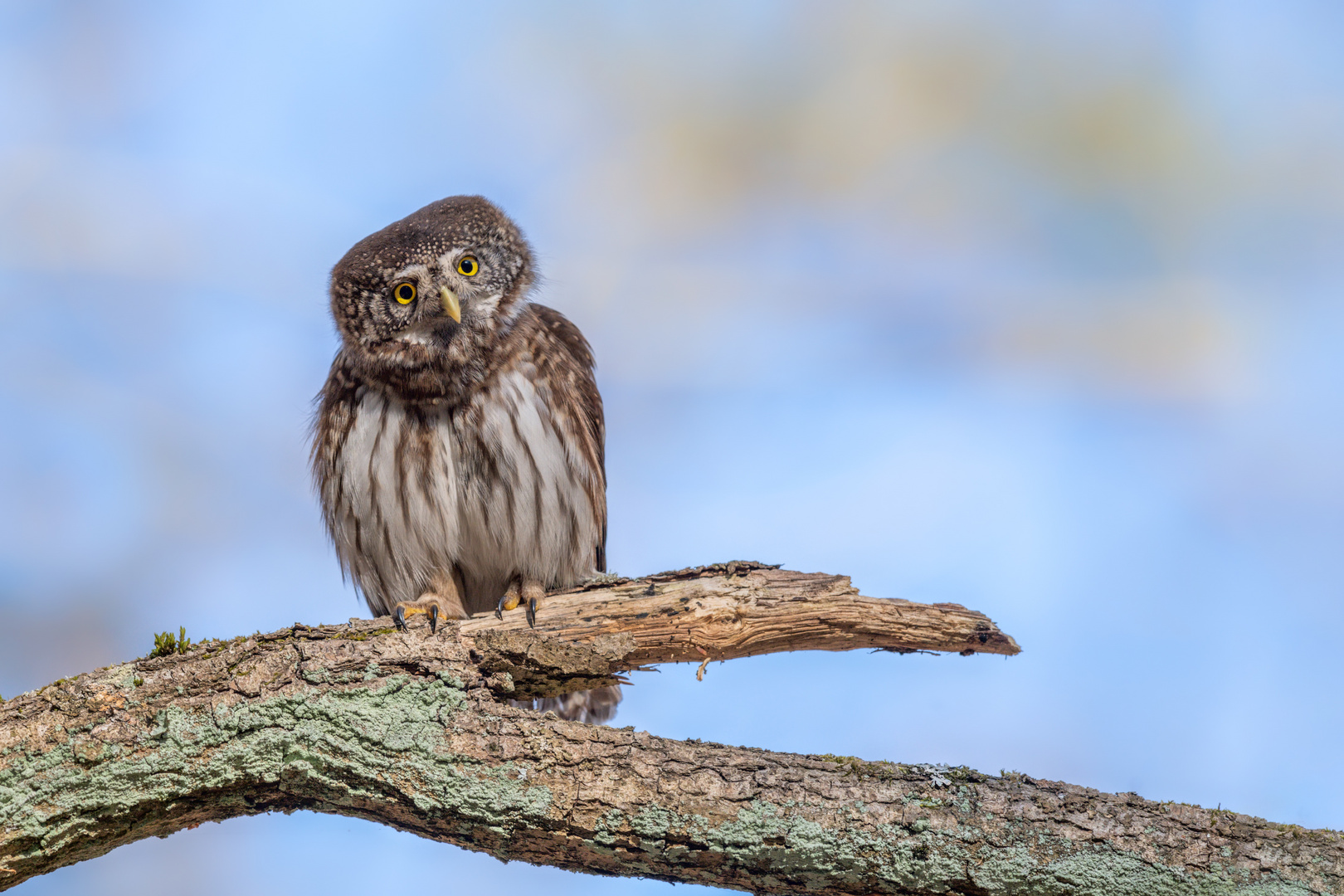 Sperlingskauz (Glaucidium passerinum) 