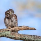 Sperlingskauz (Glaucidium passerinum) 