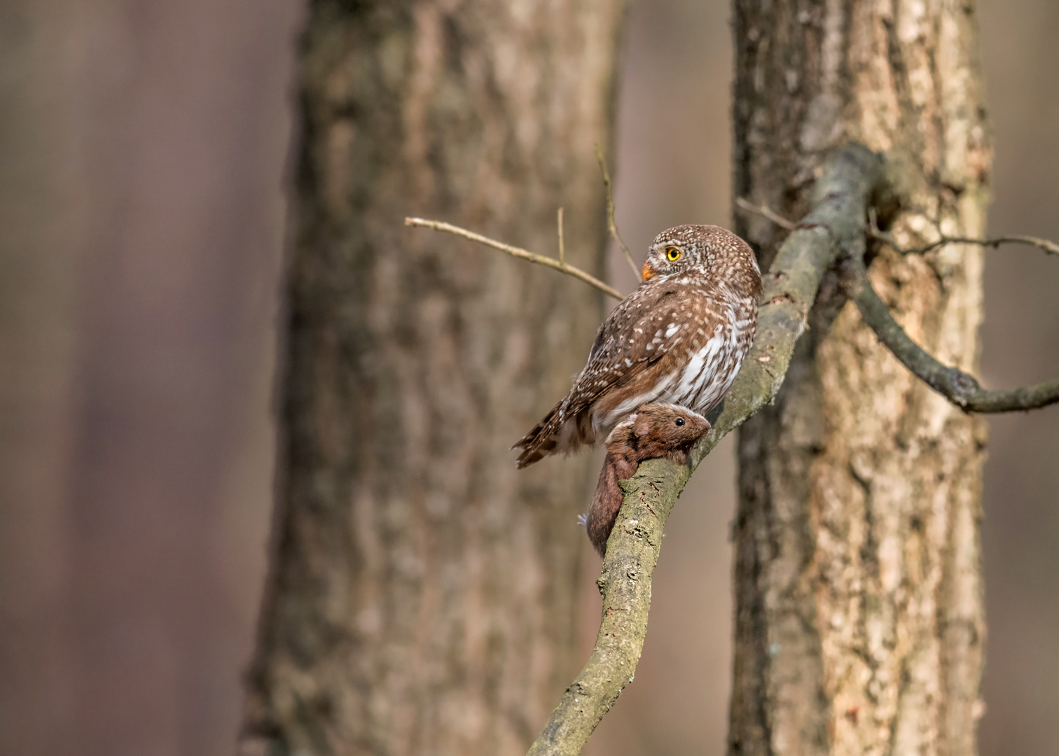 Sperlingskauz (Glaucidium passerinum)