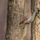 Sperlingskauz (Glaucidium passerinum)