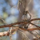 Sperlingskauz (Glaucidium passerinum)