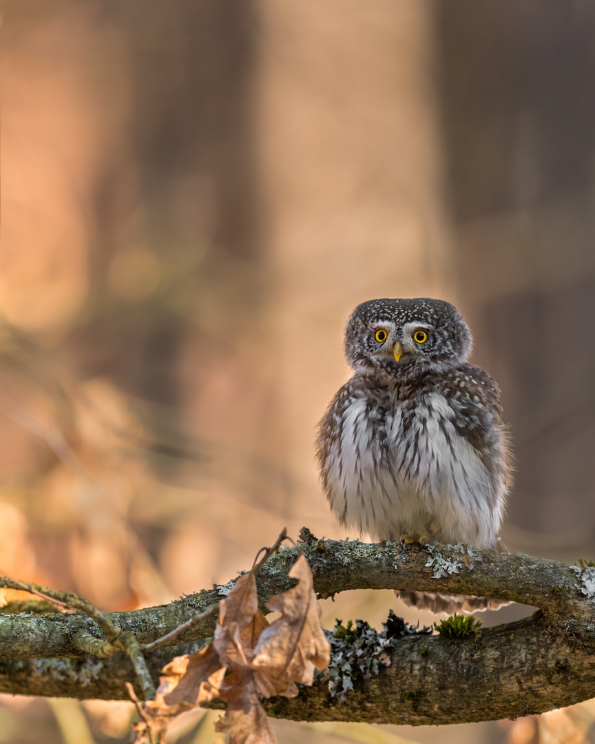 Sperlingskauz (Glaucidium passerinum) 