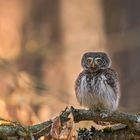 Sperlingskauz (Glaucidium passerinum) 