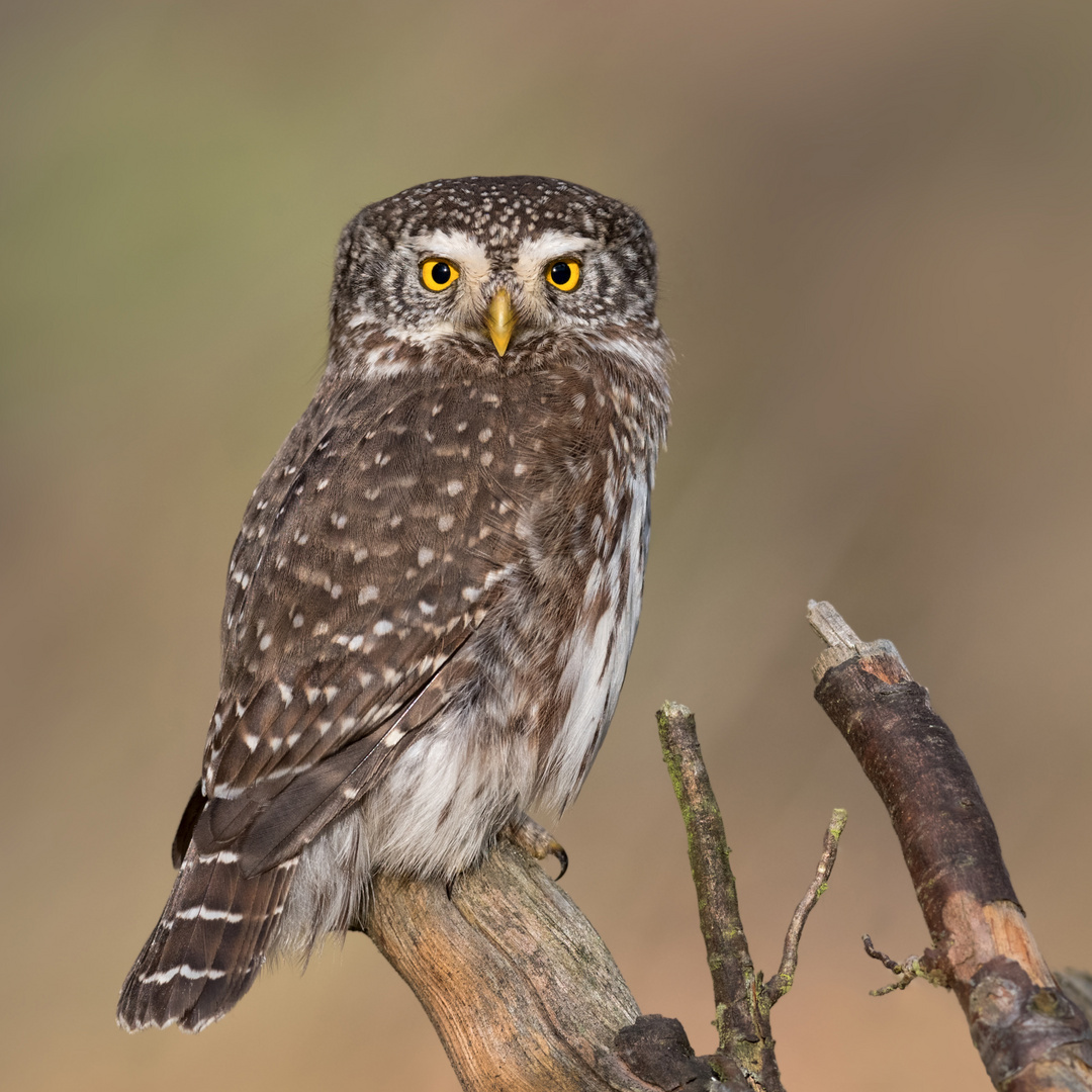 Sperlingskauz (Glaucidium passerinum)