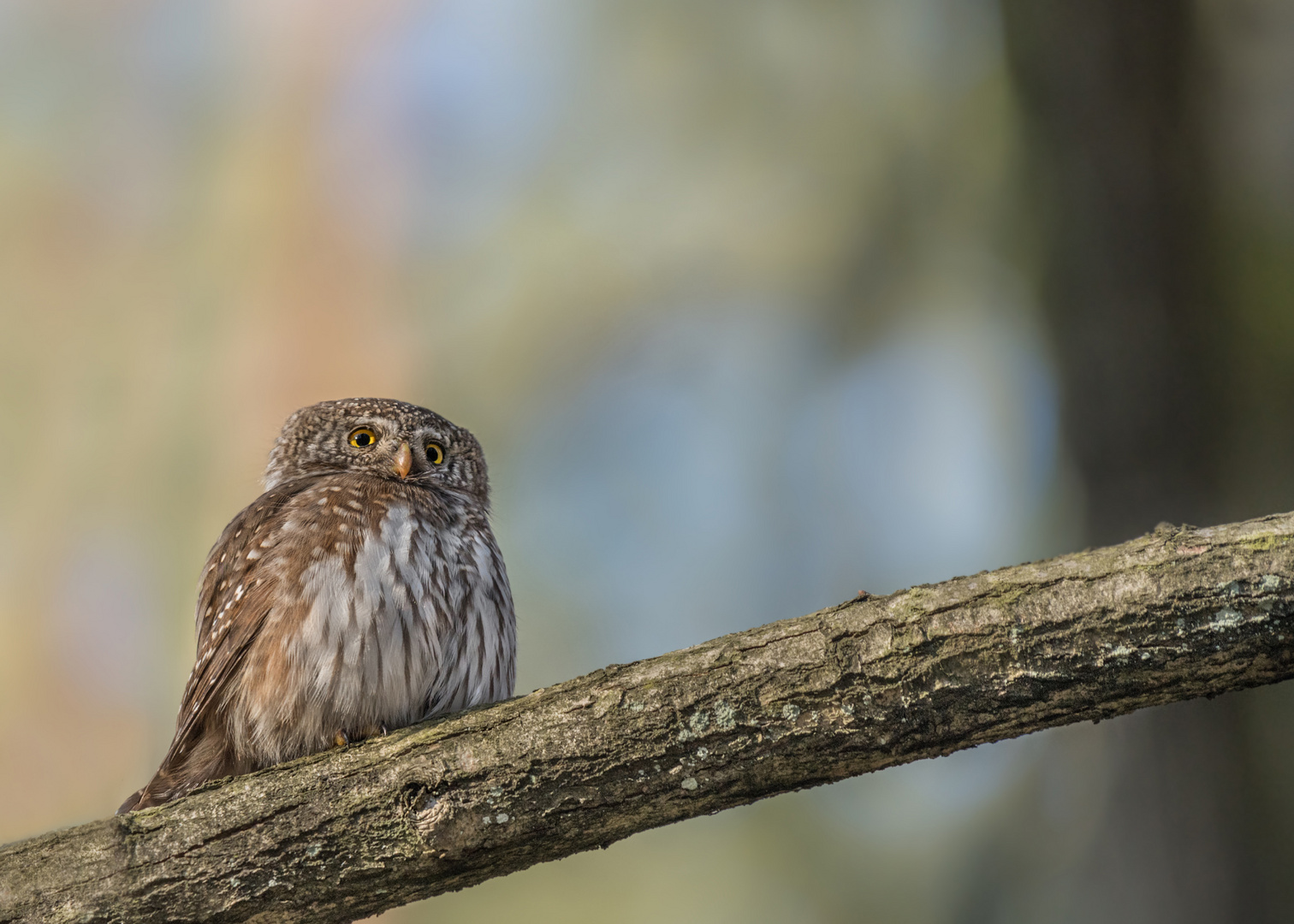 Sperlingskauz (Glaucidium passerinum)