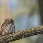 Sperlingskauz (Glaucidium passerinum)