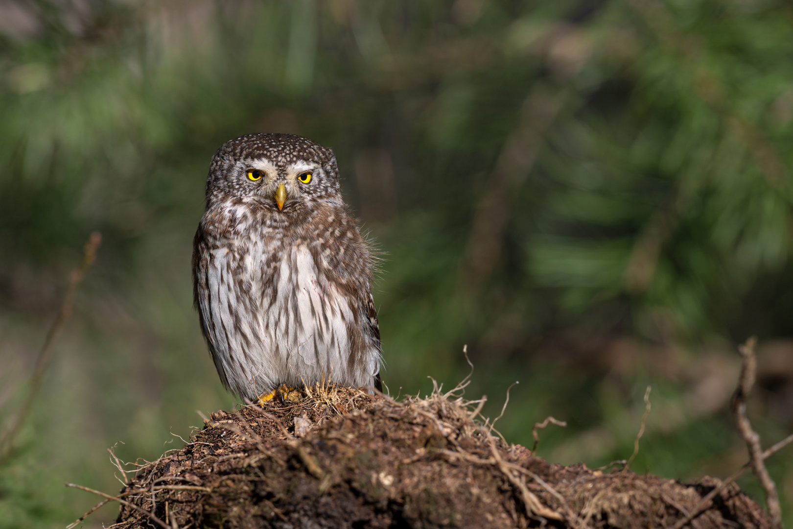 Sperlingskauz (Glaucidium passerinum) 