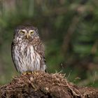 Sperlingskauz (Glaucidium passerinum) 