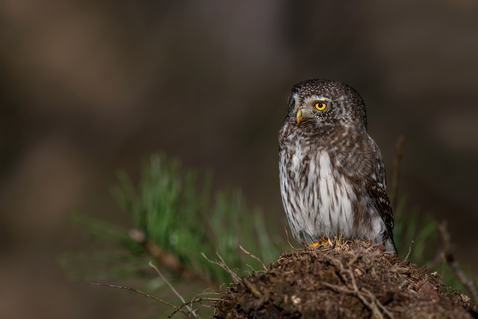 Sperlingskauz (Glaucidium passerinum)